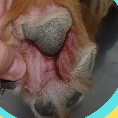 Evaluación clínica de pododermatitis e inflamación interdigital en perro